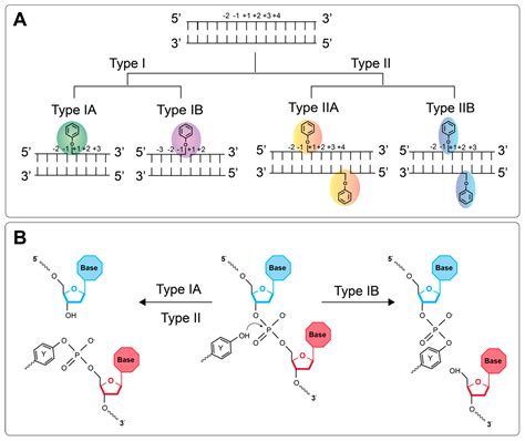 Genes | Free Full-Text | Mapping DNA Topoisomerase Binding and Cleavage Genome Wide Using Next ...