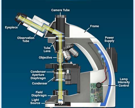 Incident Light Source Microscope Function | Americanwarmoms.org