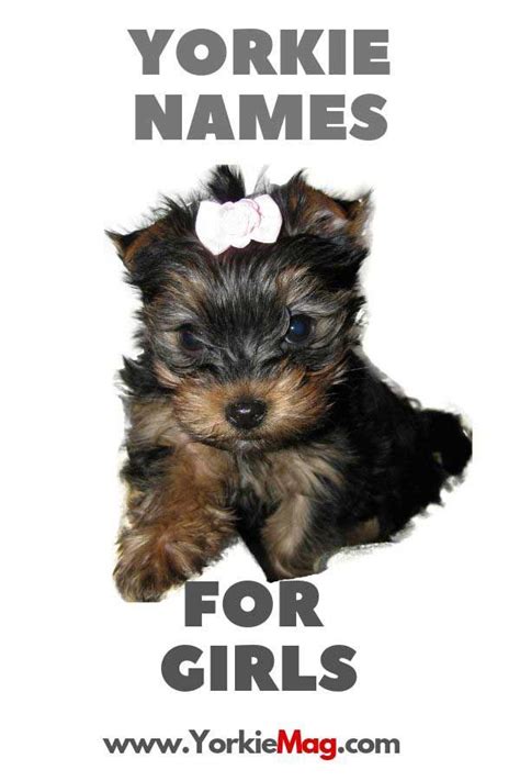 Teacup Yorkie Names | Teacup Yorkie