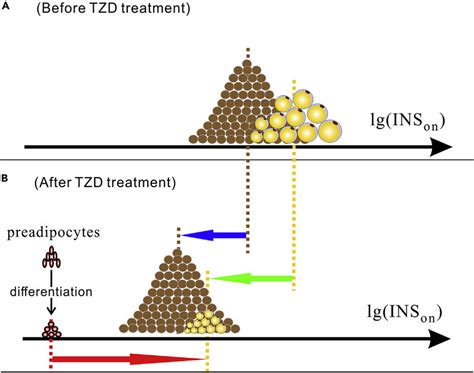 Scenarios Induced by TZD Treatment (A) MD and AD before TZD treatment.... | Download Scientific ...