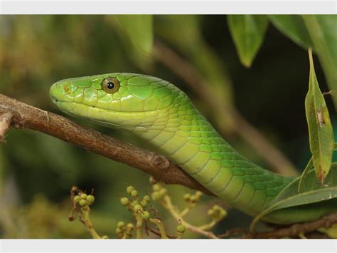 Snake tales: Did I just see a Green Mamba in my garden? | Highway Mail