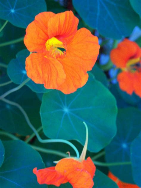 nasturtiums - plant with cucumbers, squash, broccoli to repel bugs. | Plants, Plants that repel ...