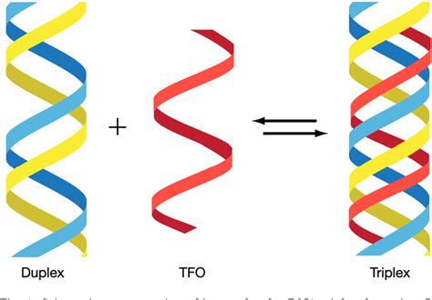 DNA triple helices: biological consequences and therapeutic potential ...