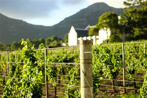 Cape Point Vineyards: wine, food and stunning views in Cape Town, South Africa | THE LIFESTYLE ...