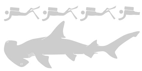 Great hammerhead shark - Save Our Seas Foundation