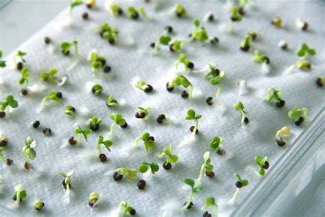 7 Ways To Germinate Seeds Without Soil