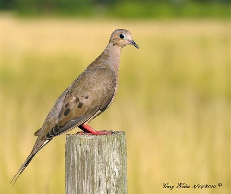 "A Native Floridian" | While many species of dove live in Fl… | Flickr