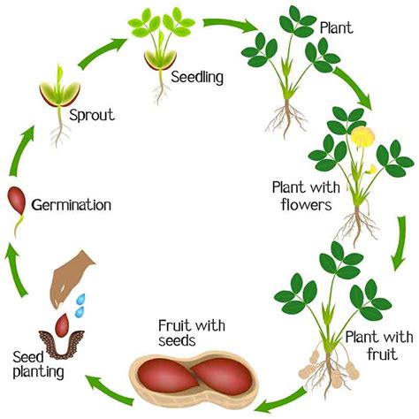 How Do Peanuts Grow? | Virginia Diner