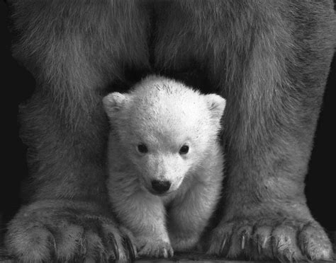 Cute Grizzly Baby Bear Wallpaper Free Download - Baby Cute Grizzly Bear ...