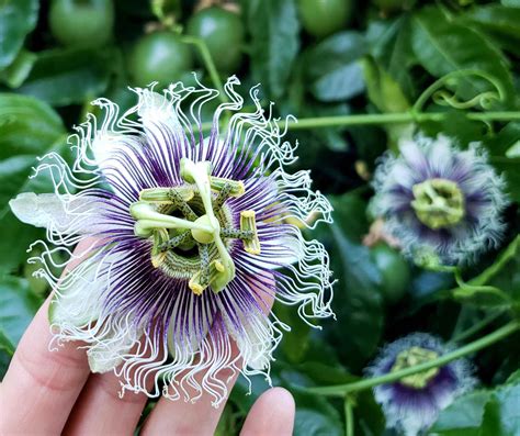 How to Hand Pollinate Passion Fruit Flowers ~ Homestead and Chill