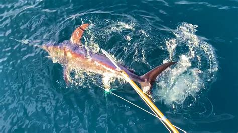 A Guide to Catching Swordfish in Miami