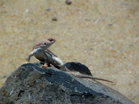 Arizona Wildlife Photograph by Wayne Toutaint