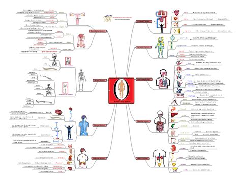 Human Body Systems: MindGenius mind map template | Biggerplate