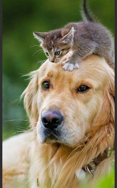 Cat and Dog Friendship