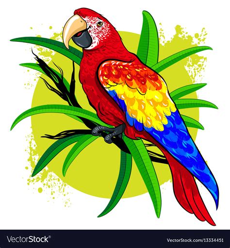 Drawing of a large bright colored parrot Vector Image