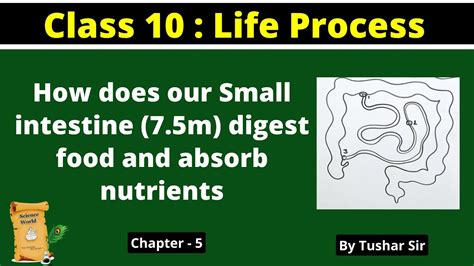 Small intestine | Function of small intestine | हमारी स्मॉल इंटेस्टाइन ...