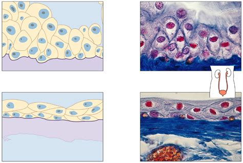 Transitional Epithelium Diagram Diagram | Quizlet