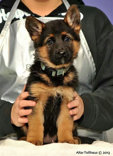 Female German Shepherd Puppy | German shepherd puppies, Cute dogs, Gsd puppies