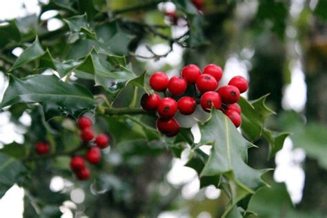 What's the real magic behind the mistletoe? - Bon Vivant, Wellnessing