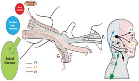 Relevant anatomy of the trigeminal system from the periphery to the... | Download Scientific Diagram