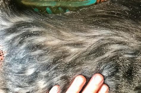 Understanding and Managing Cat Dandruff: Causes, Treatment, and Prevention-Puainta®