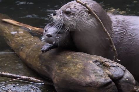 Video: How Mother Otters Teach Their Young to Swim | OutdoorHub