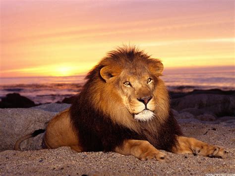 Lion King Wallpapers | High Definition Wallpapers, High Definition Backgrounds