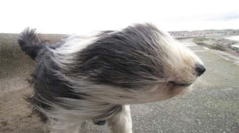 The Funniest "Windy Day" Photos Ever