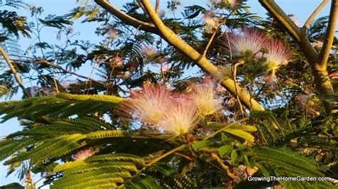 Mimosa - Albizia julibrissin INVASIVE PLANT - Growing The Home Garden