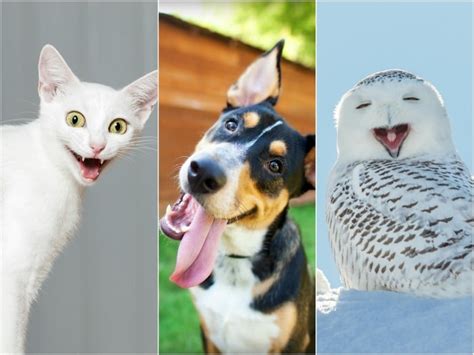 Imágenes graciosas de Animales y Mascotas - Todo mascotas