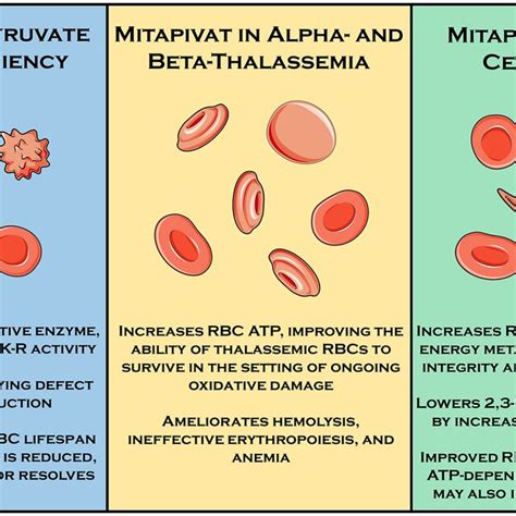 (PDF) Mitapivat, a novel pyruvate kinase activator, for the treatment ...