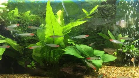 How to Make an Aquarium with Live Plants: A Comprehensive Guide