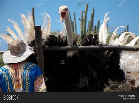 Angry Ostrich Image & Photo (Free Trial) | Bigstock