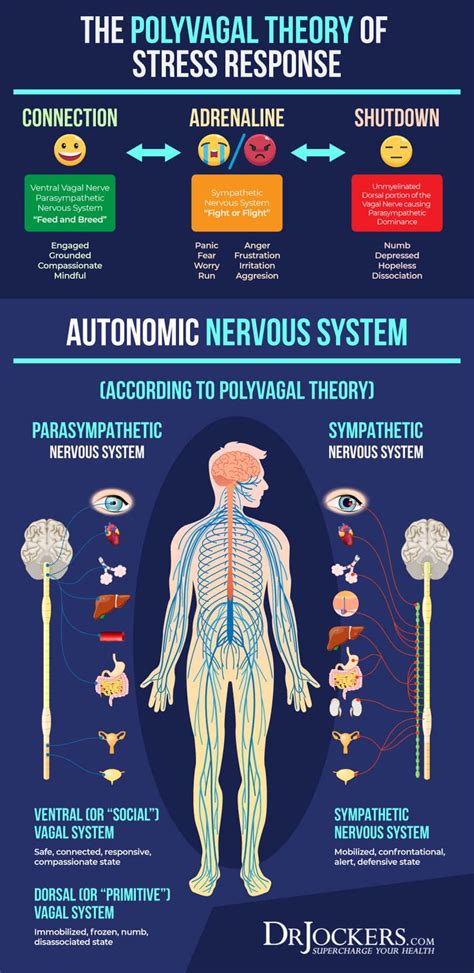 Improving Vagal Tone For Better Mental and Emotional Health | Vagus nerve, Mental and emotional ...