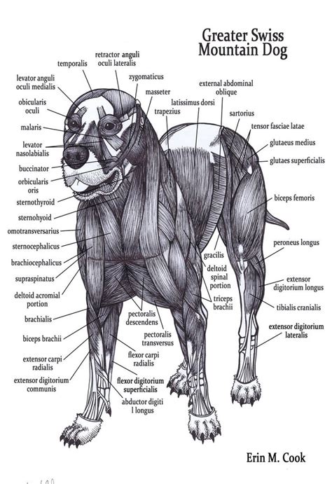 248 best images about Dog - Infographics on Pinterest | Pet infographic, Dog anatomy and For dogs