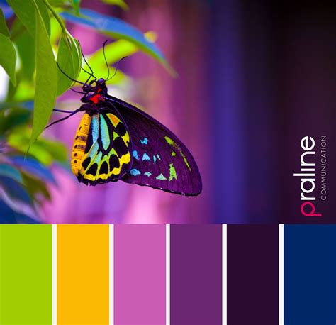 Butterfly | Color schemes colour palettes, Crazy colour, Colour pallete