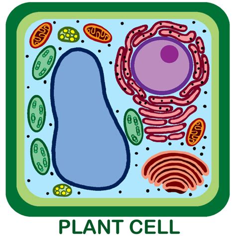 Plant Cell Diagram Not Labeled