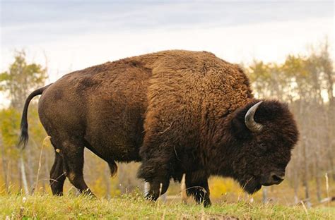 2024's 10 Buffalo Bison Symbolism Facts & Meaning: A Totem, Spirit ...