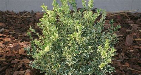 Boxwood Variegated | Gossett's Landscape Nursery