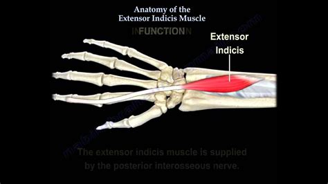 Anatomy Of The Extensor Indicis Muscle - Everything You Need To Know - Dr. Nabil Ebraheim - YouTube