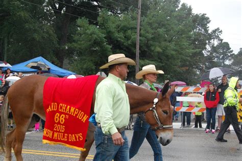 66th Annual Mule Days | JoCo Report