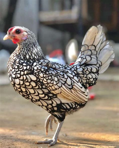 Sebright Chicken: Eggs, Height, Size and Raising Tips