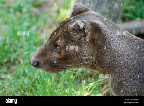 Fossa cryptoprocta ferox hi-res stock photography and images - Alamy