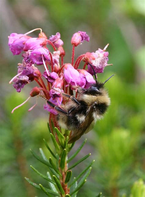 Bombus