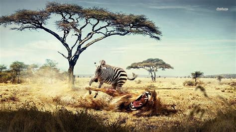 3 Wildlife, wild life HD wallpaper | Pxfuel