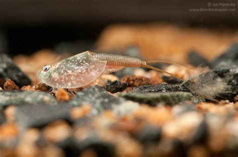 Tadpole shrimps - LIFE IN FRESHWATER