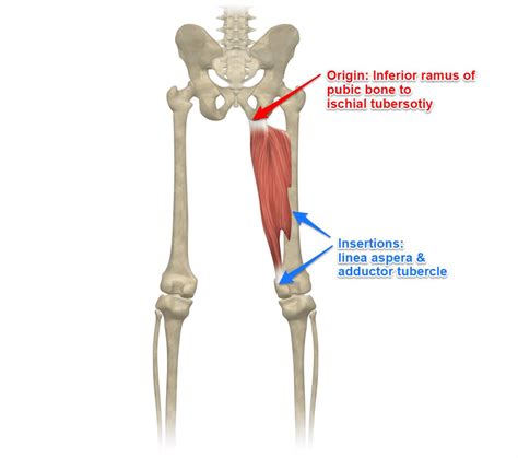 Dormitorio Intestinos Corroer adductor muscle anatomy Contagioso jugo ...