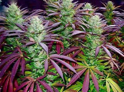 Beautiful purple marijuana plant, happy 4/20! : pics