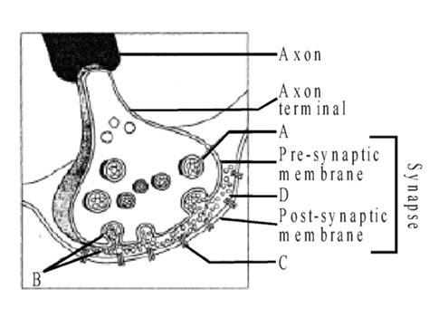 (4) Osmos NEET-UG 2013 12. A diagram showing axon terminal and synapse is given below. Identify ...