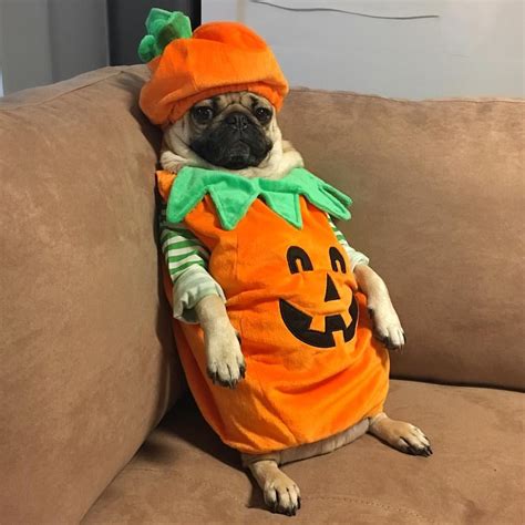 It's officially Fall which means I am now a pumpkin - Doug Doug The Pug ...